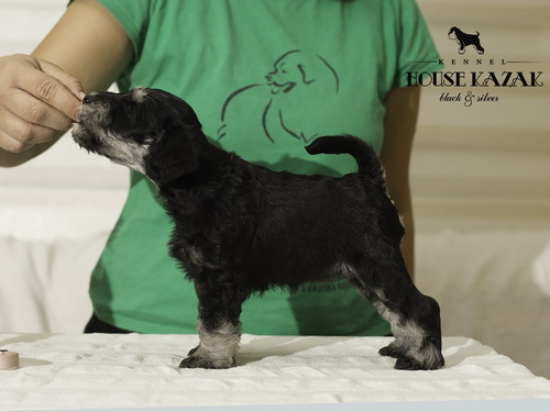 miniature schnauzer patuljasti snaucer