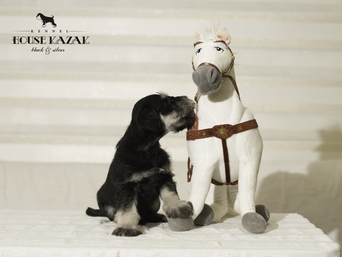miniature schnauzer patuljasti snaucer