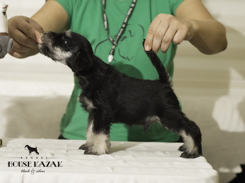 miniature schnauzer patuljasti snaucer