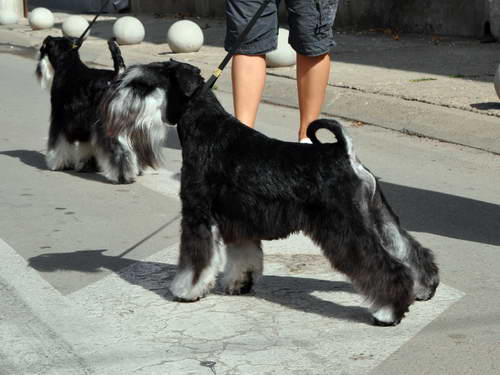 Express Man Rezlark Cacib Beograd