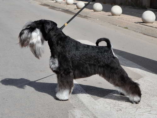 Express Man Rezlark Cacib Beograd