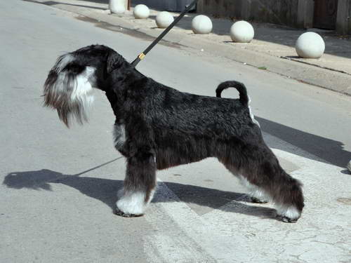 Express Man Rezlark Cacib Beograd