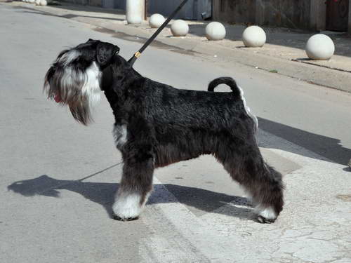 Express Man Rezlark Cacib Beograd
