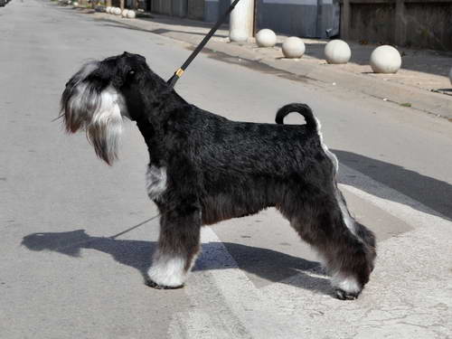 Express Man Rezlark Cacib Beograd