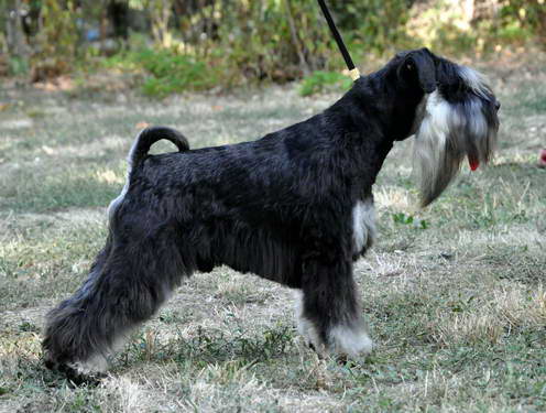 Express Man Rezlark Cacib Beograd