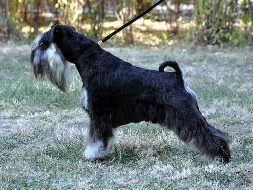 Express Man Rezlark Cacib Beograd