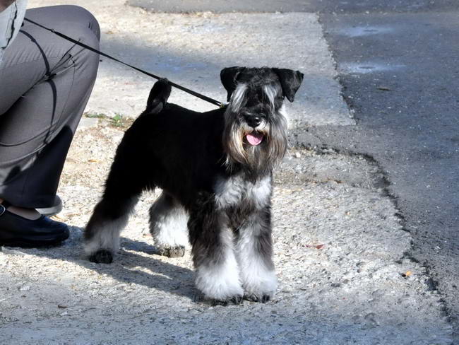 Miniature schnauzer / patuljasti snaucer