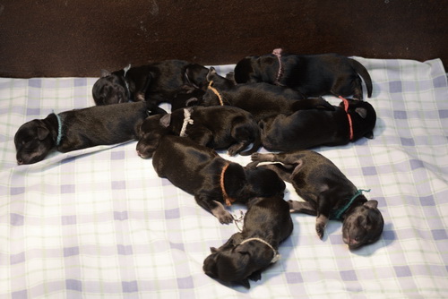 miniature schnauzer patuljasti snaucer