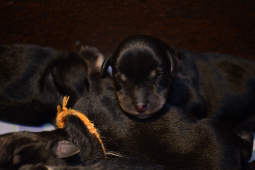 miniature schnauzer patuljasti snaucer
