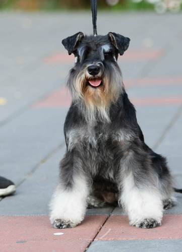Monica House Kazak - 18 months old