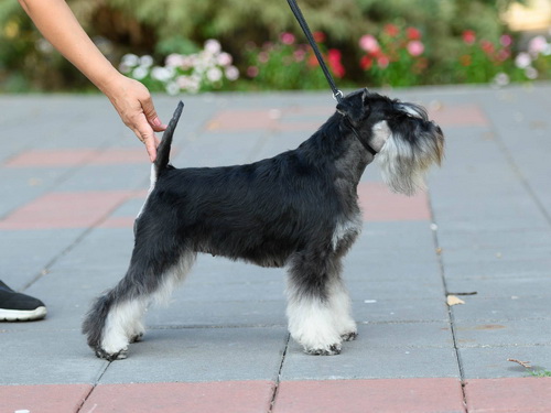 Monica House Kazak - 18 months old