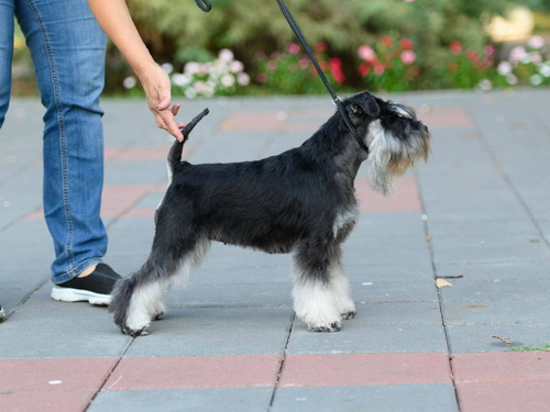 Monica House Kazak - 18 months old