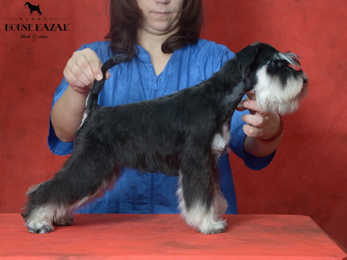 miniature schnauzer patuljasti snaucer