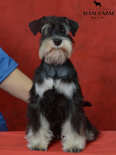 miniature schnauzer patuljasti snaucer