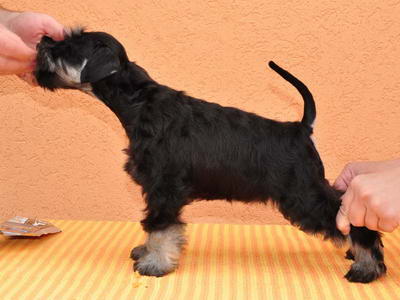House Kazak PATULJASTI SNAUCER miniature schnauzer