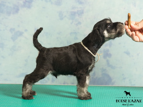 miniature schnauzer patuljasti snaucer