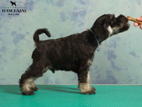 miniature schnauzer patuljasti snaucer