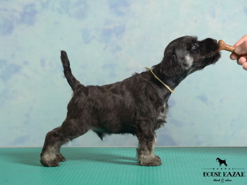 miniature schnauzer patuljasti snaucer