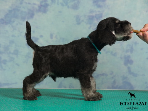 miniature schnauzer patuljasti snaucer