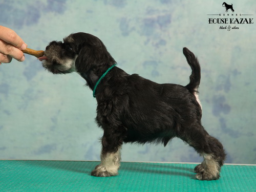 miniature schnauzer patuljasti snaucer
