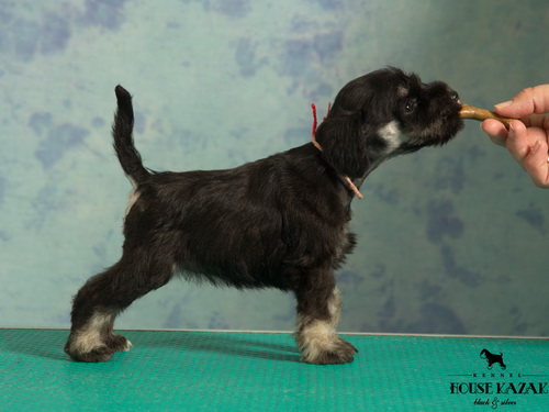 miniature schnauzer patuljasti snaucer