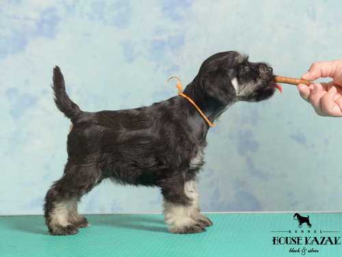 miniature schnauzer patuljasti snaucer