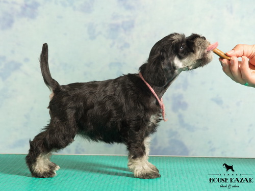 miniature schnauzer patuljasti snaucer