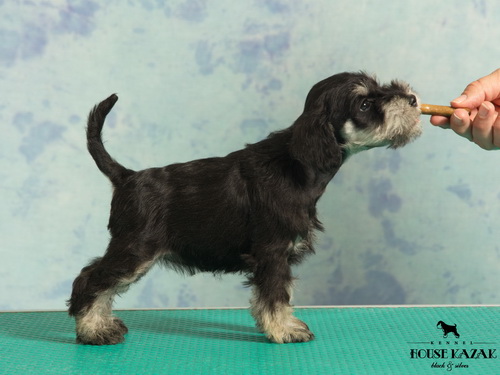 miniature schnauzer patuljasti snaucer