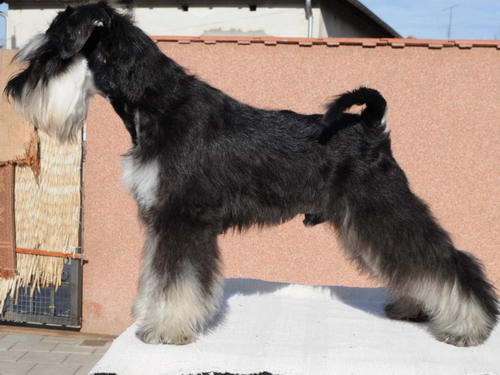 House Kazak