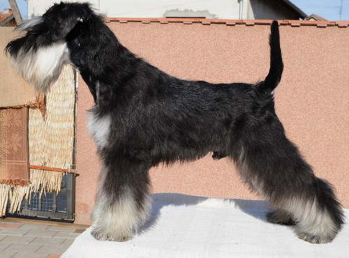 House Kazak