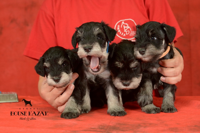 miniature schnauzer patuljasti snaucer