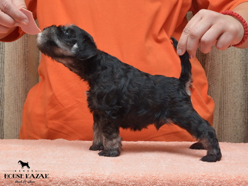 miniature schnauzer patuljasti snaucer