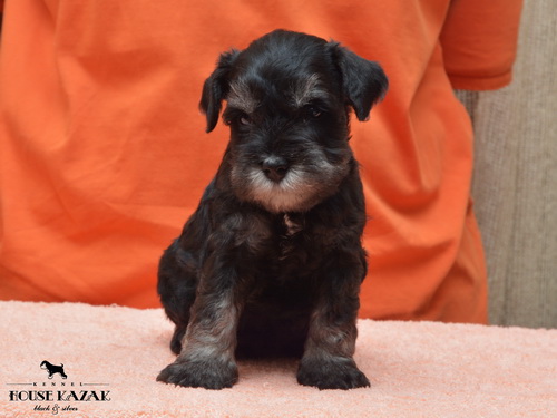 miniature schnauzer patuljasti snaucer