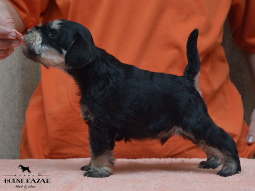miniature schnauzer patuljasti snaucer