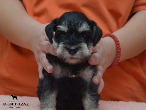miniature schnauzer patuljasti snaucer