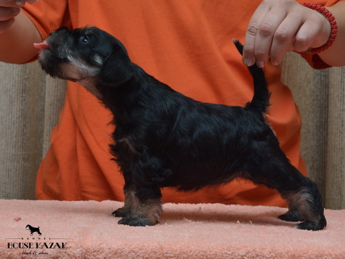 miniature schnauzer patuljasti snaucer
