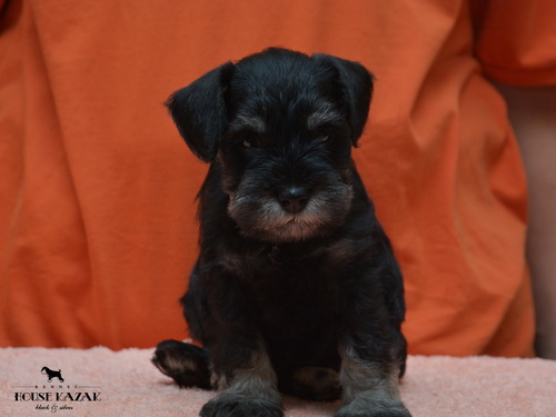 miniature schnauzer patuljasti snaucer
