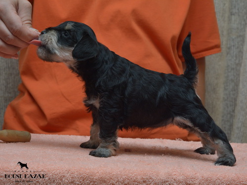 miniature schnauzer patuljasti snaucer