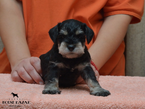 miniature schnauzer patuljasti snaucer