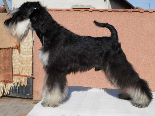 House Kazak