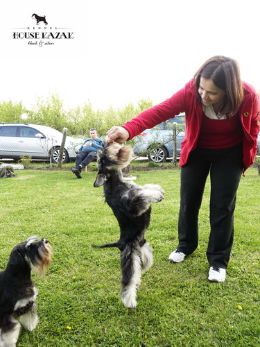 Recognition's United Action ( Steadlyn The Ultimate & Steadlyn Strepitosa ) - champion class - V1, CAC, CACIB