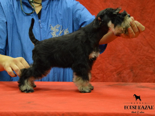 miniature schnauzer patuljasti snaucer