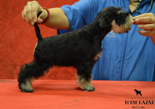 miniature schnauzer patuljasti snaucer