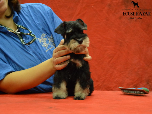 miniature schnauzer patuljasti snaucer