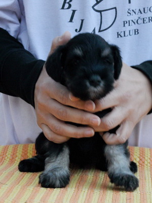 House Kazak