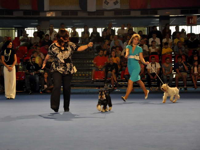 Miniature schnauzer / patuljasti snaucer