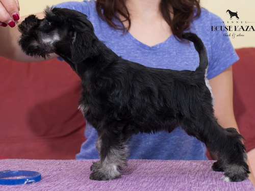 miniature schnauzer patuljasti snaucer