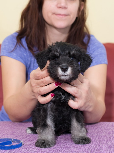 miniature schnauzer patuljasti snaucer