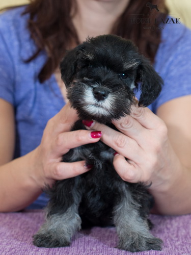 miniature schnauzer patuljasti snaucer