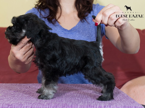 miniature schnauzer patuljasti snaucer